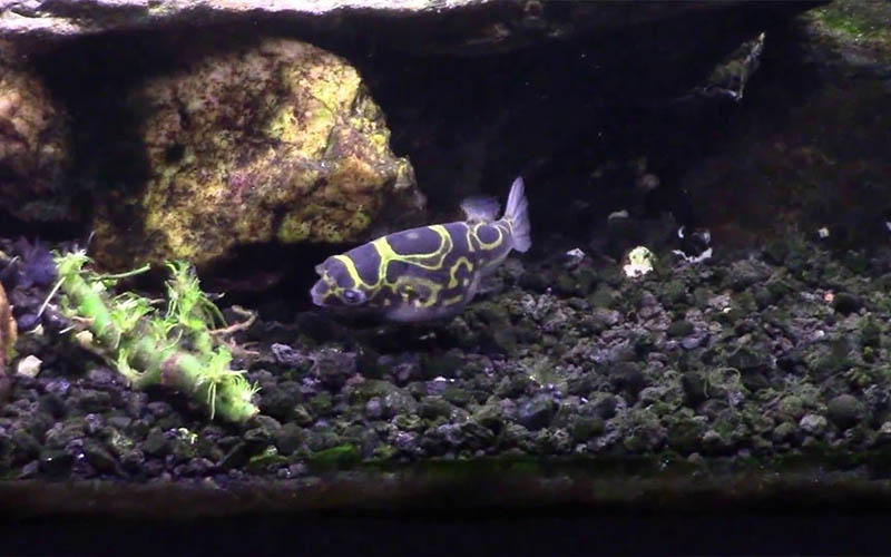 Bumblebee Puffer: A Colorful Addition to Your Aquarium