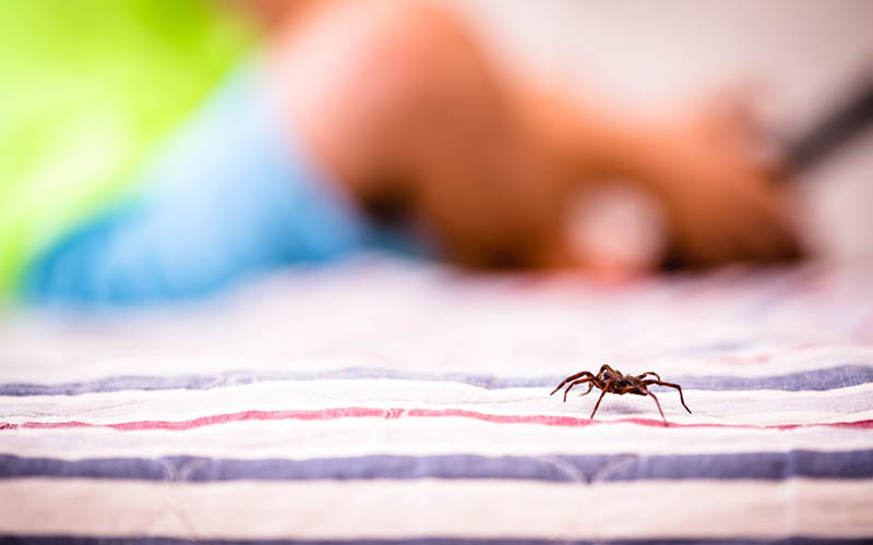 Don't let fear keep you up at night - visit our website to find out if sharing your bed with a spider is safe.