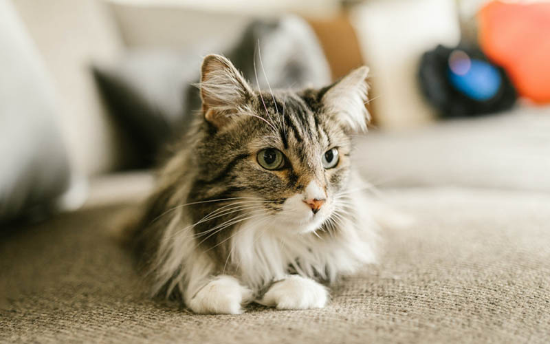 The Effects of Cat Urine: Can Cat Pee Get You High?