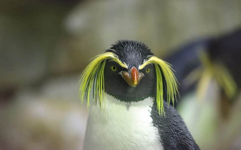 The Unique Yellow Hair Penguin: A Fascinating Species