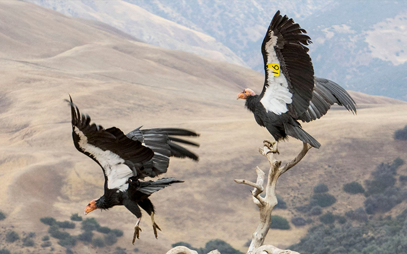 California Condor Size Compared to Human